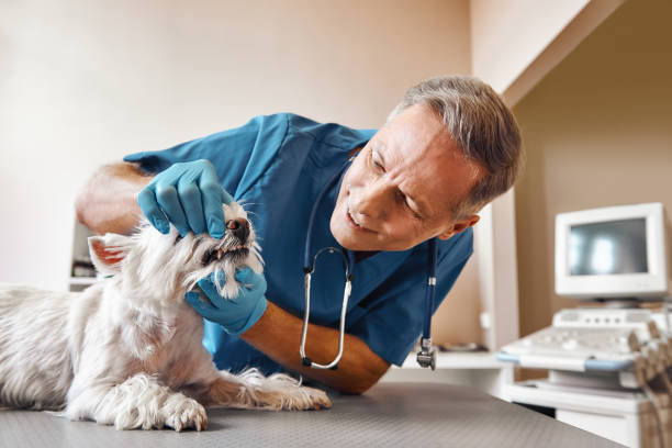 Best Urgent Dental Care in Boise City, OK